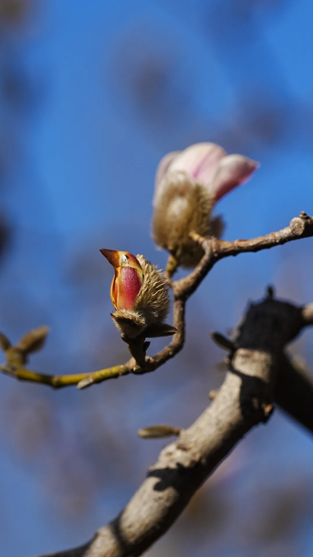 瞧 北京國際雕塑公園的“小鳥玉蘭”破殼啦！
