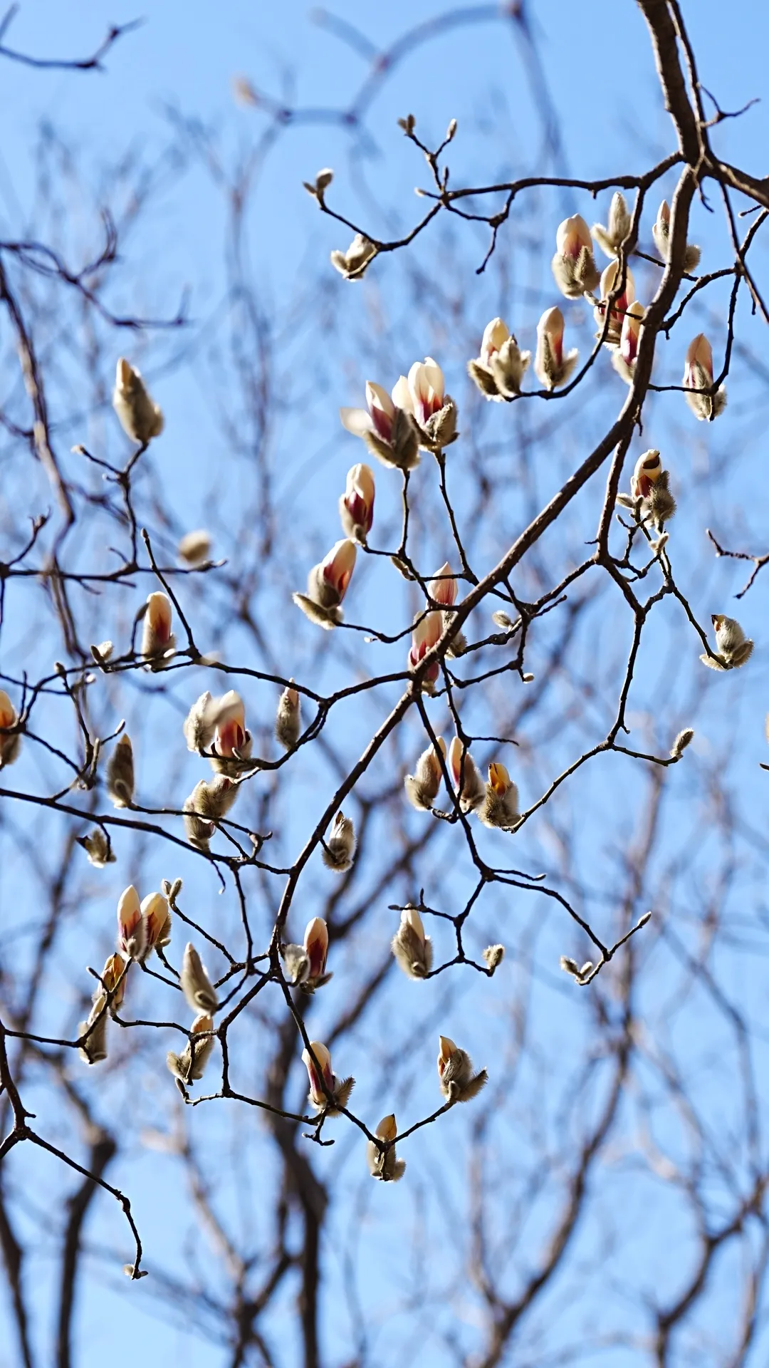 瞧 北京國際雕塑公園的“小鳥玉蘭”破殼啦！