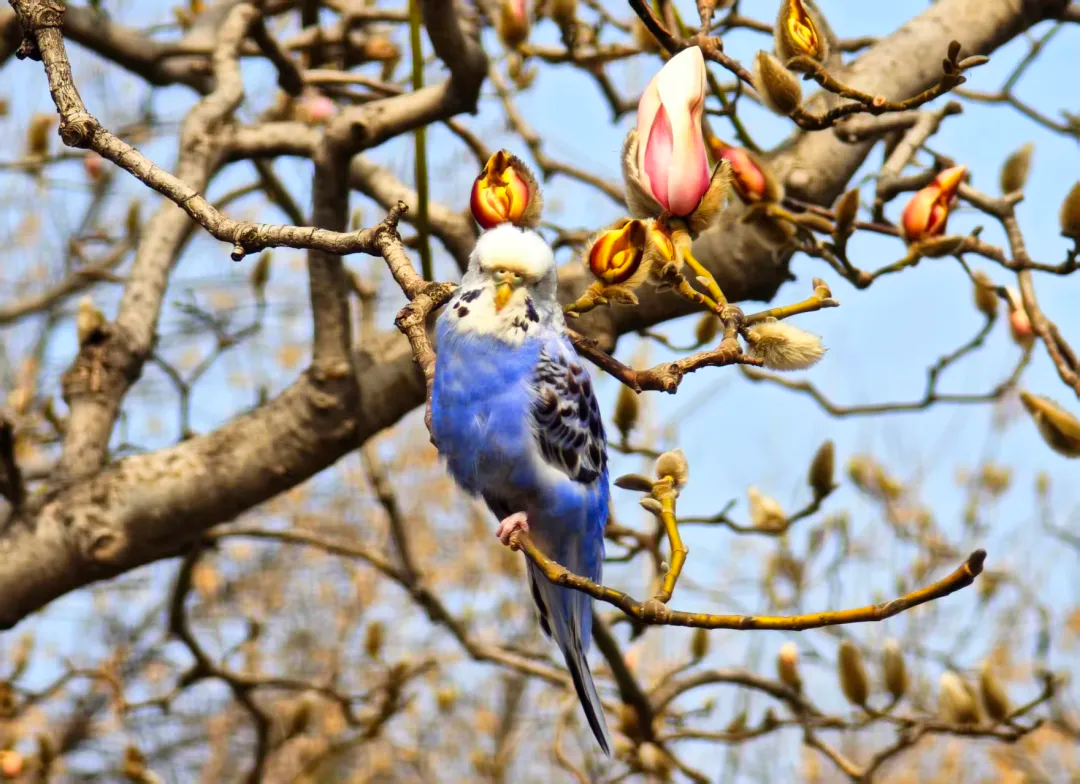 瞧 北京國際雕塑公園的“小鳥玉蘭”破殼啦！