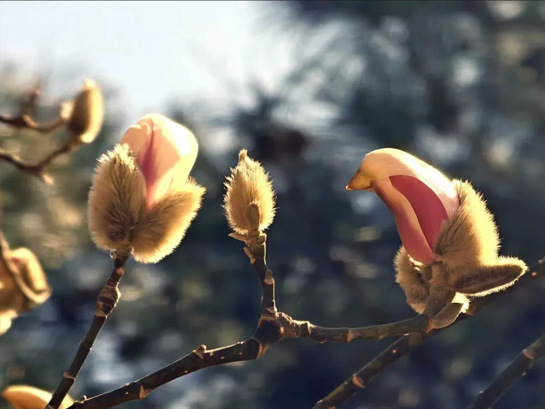 瞧 北京國際雕塑公園的“小鳥玉蘭”破殼啦！