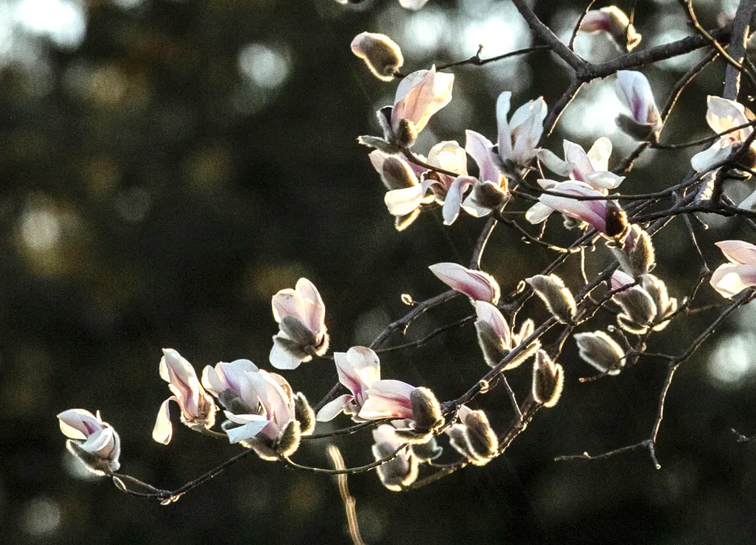 瞧 北京國際雕塑公園的“小鳥玉蘭”破殼啦！