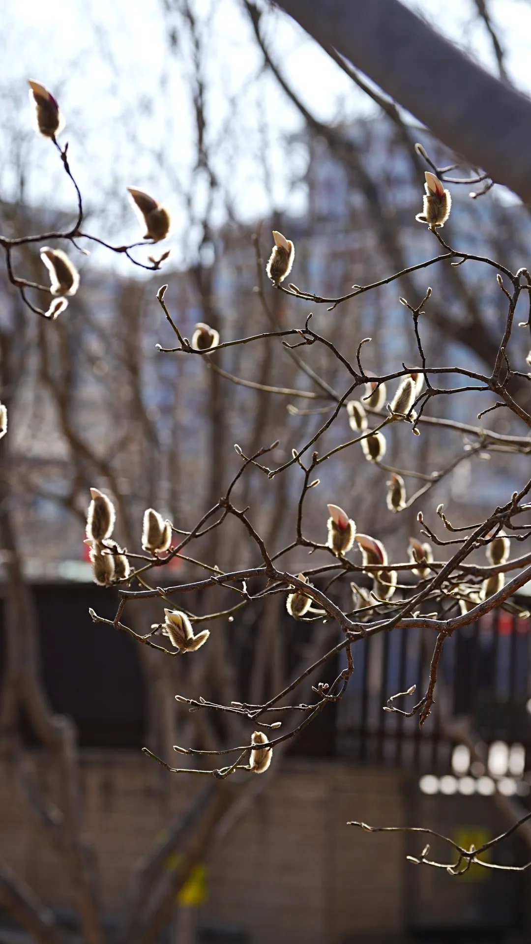 瞧 北京國際雕塑公園的“小鳥玉蘭”破殼啦！
