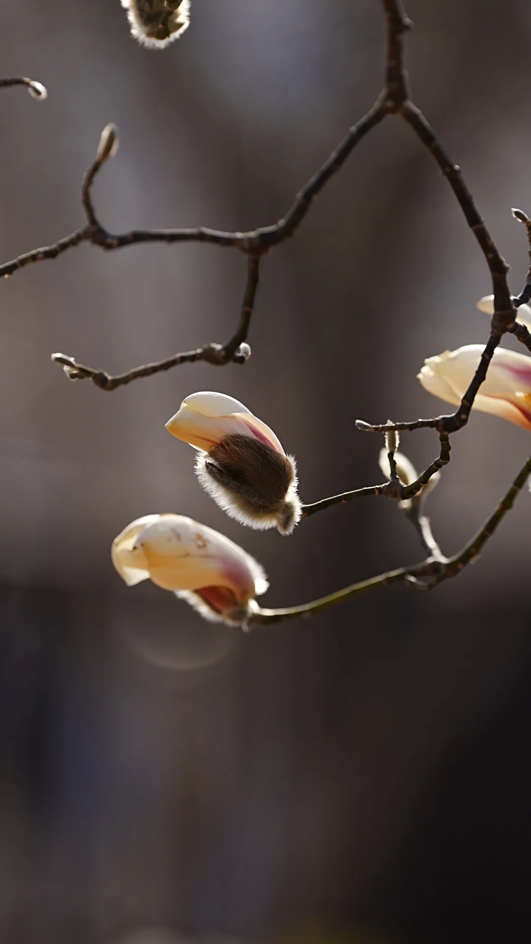 瞧 北京國際雕塑公園的“小鳥玉蘭”破殼啦！