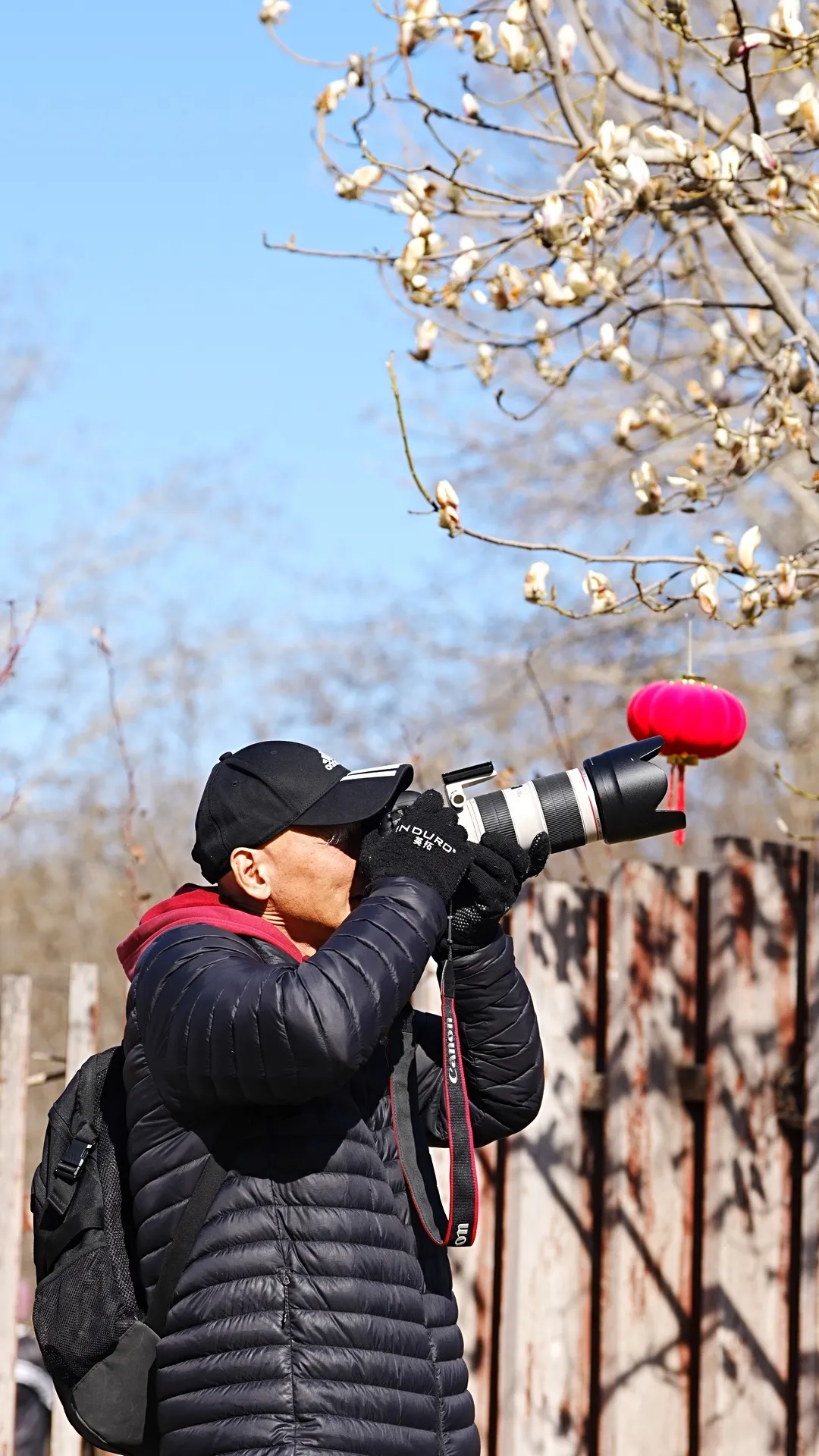 瞧 北京國際雕塑公園的“小鳥玉蘭”破殼啦！