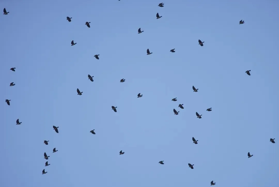 春暖花開 遷徙啟幕！來一場治愈系春日觀鳥行吧！