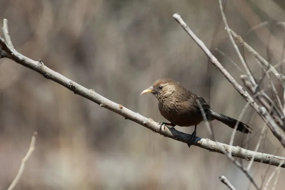 春暖花開 遷徙啟幕！來一場治愈系春日觀鳥行吧！