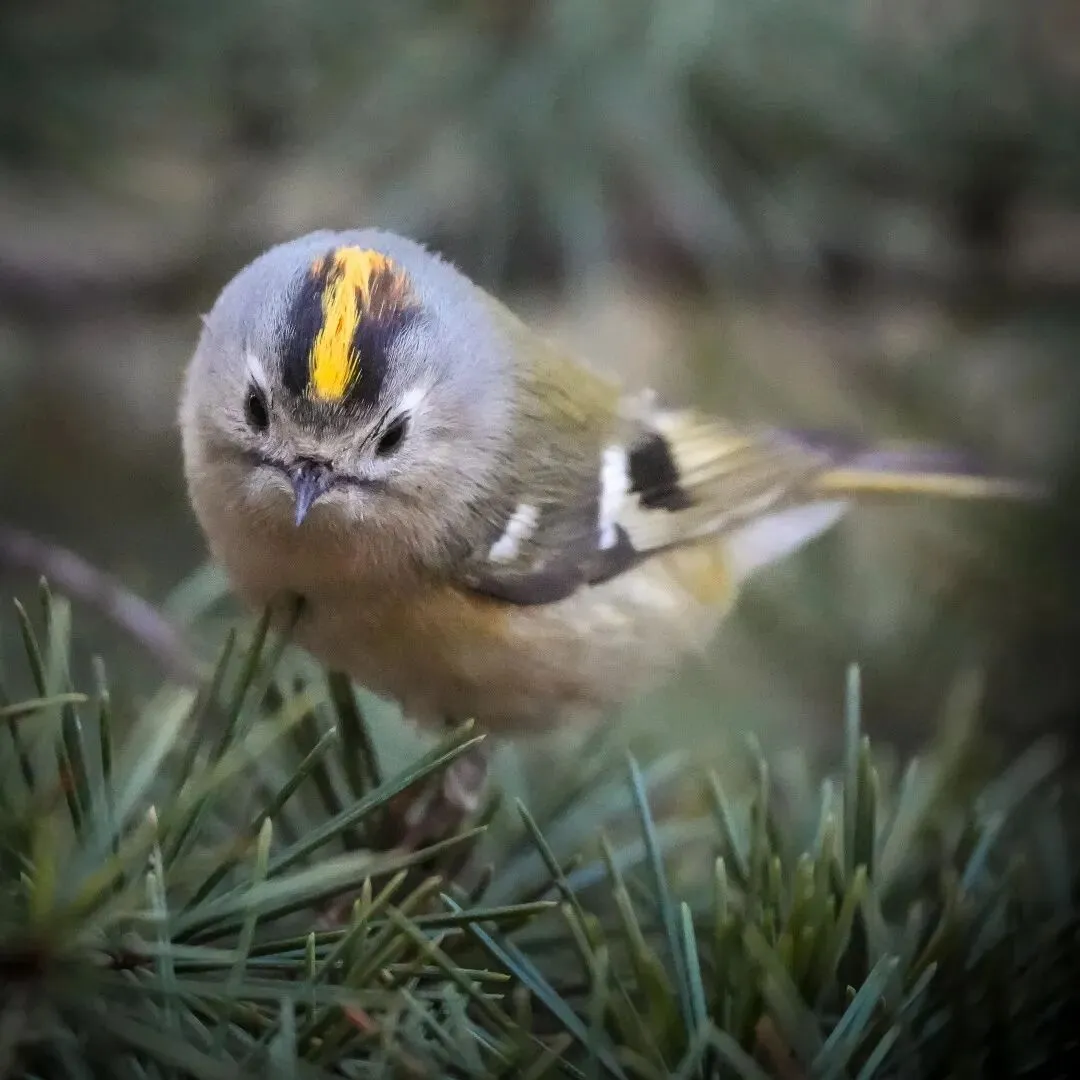 春暖花開 遷徙啟幕！來一場治愈系春日觀鳥行吧！
