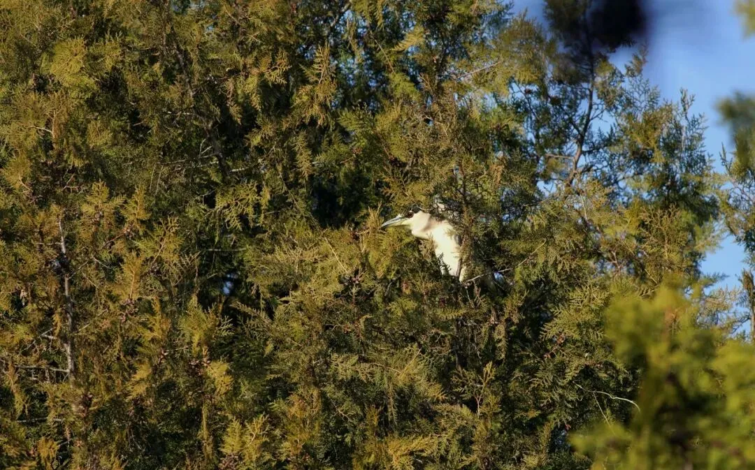 春暖花開 遷徙啟幕！來一場治愈系春日觀鳥行吧！