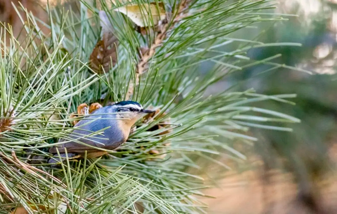 春暖花開 遷徙啟幕！來一場治愈系春日觀鳥行吧！