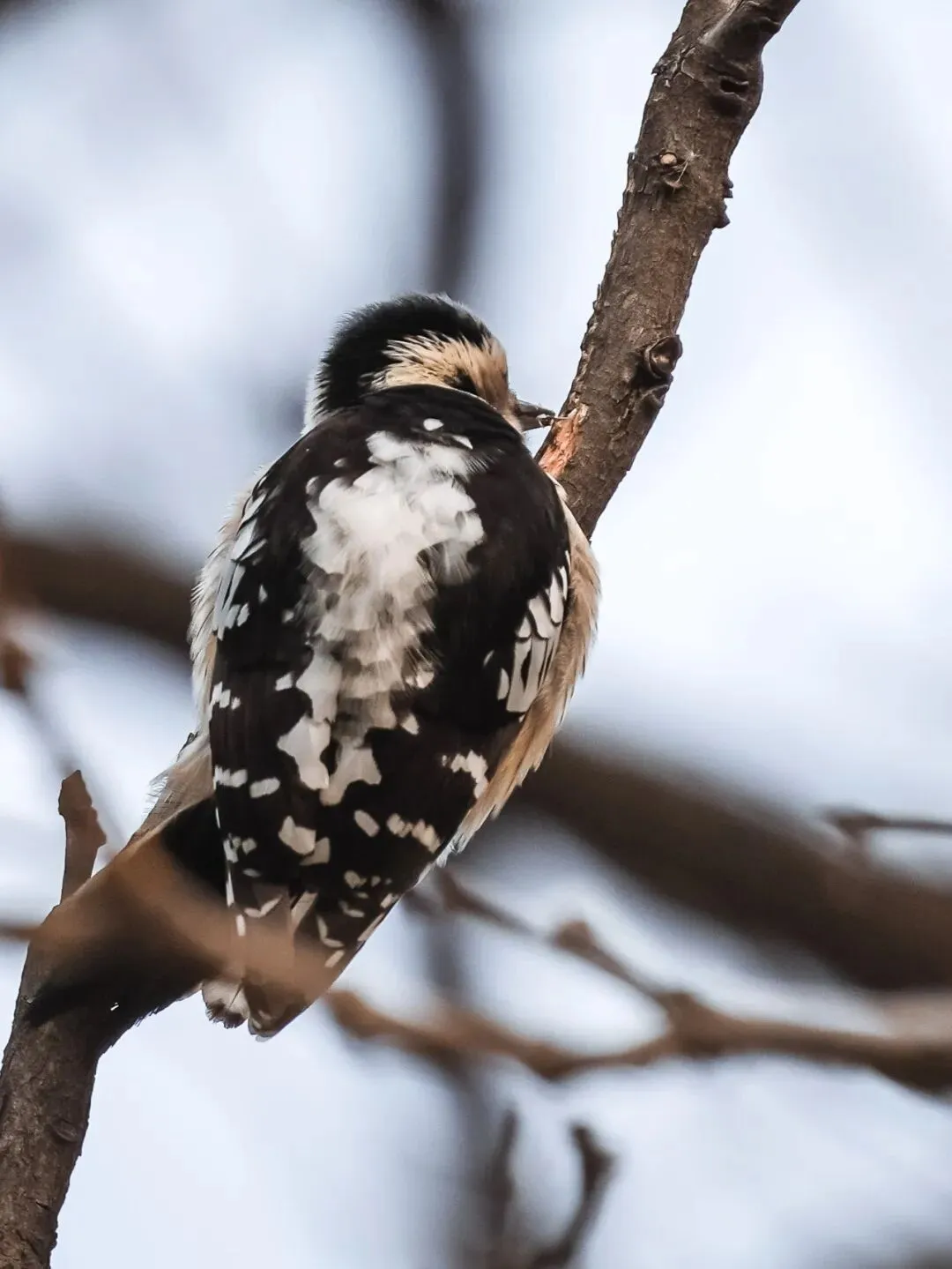 春暖花開 遷徙啟幕！來一場治愈系春日觀鳥行吧！