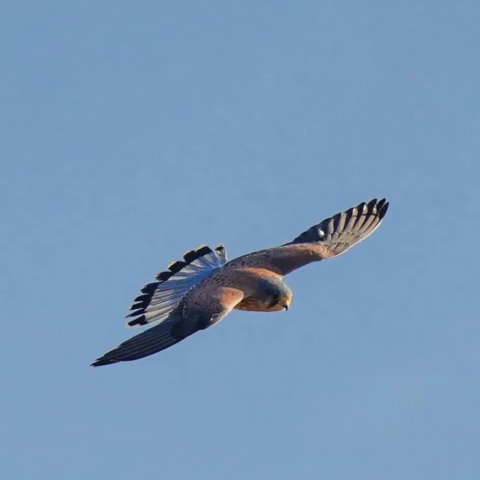 春暖花開 遷徙啟幕！來一場治愈系春日觀鳥行吧！