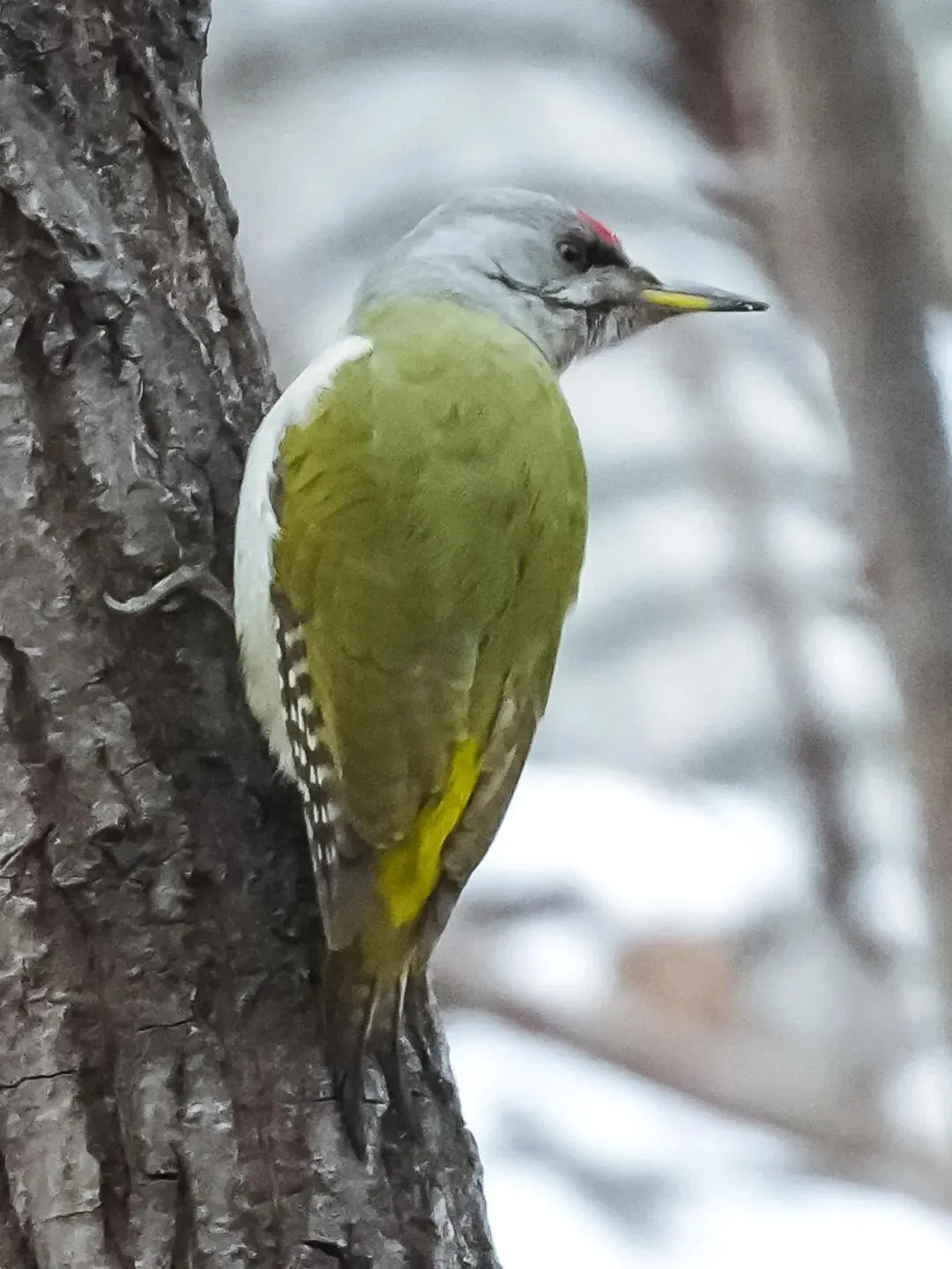 春暖花開 遷徙啟幕！來一場治愈系春日觀鳥行吧！
