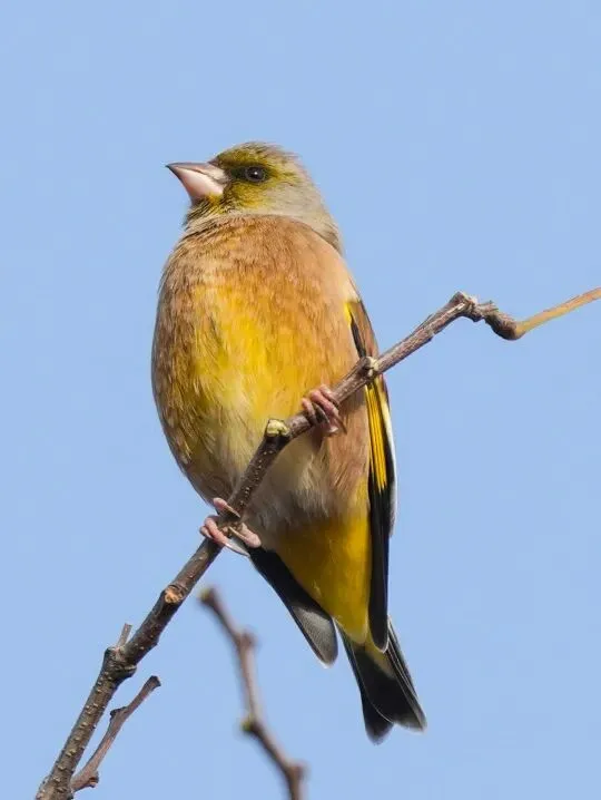 春暖花開 遷徙啟幕！來一場治愈系春日觀鳥行吧！