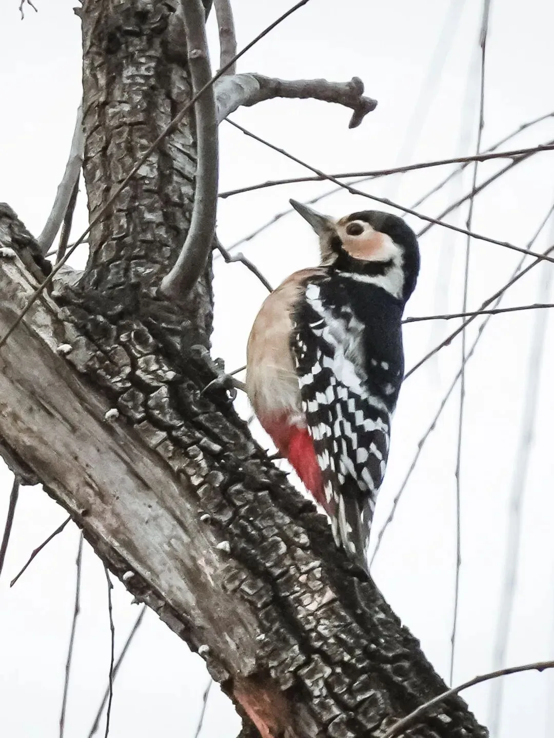 春暖花開 遷徙啟幕！來一場治愈系春日觀鳥行吧！