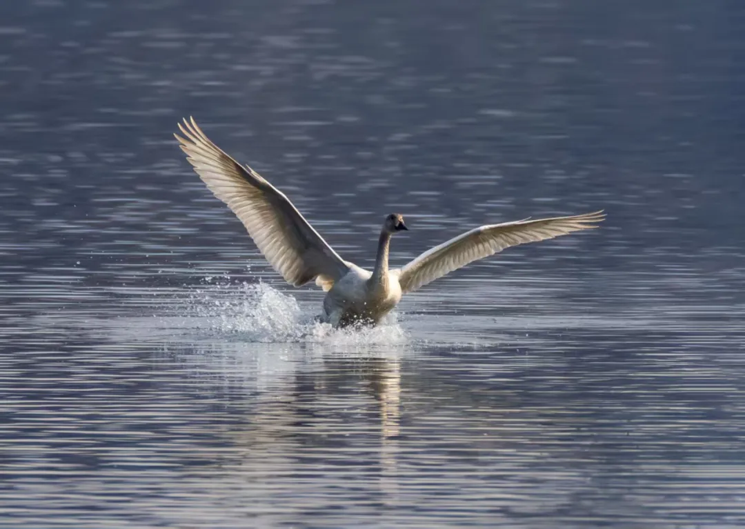 碧波映白羽 在昌平沙河水庫邂逅天鵝的春日浪漫！