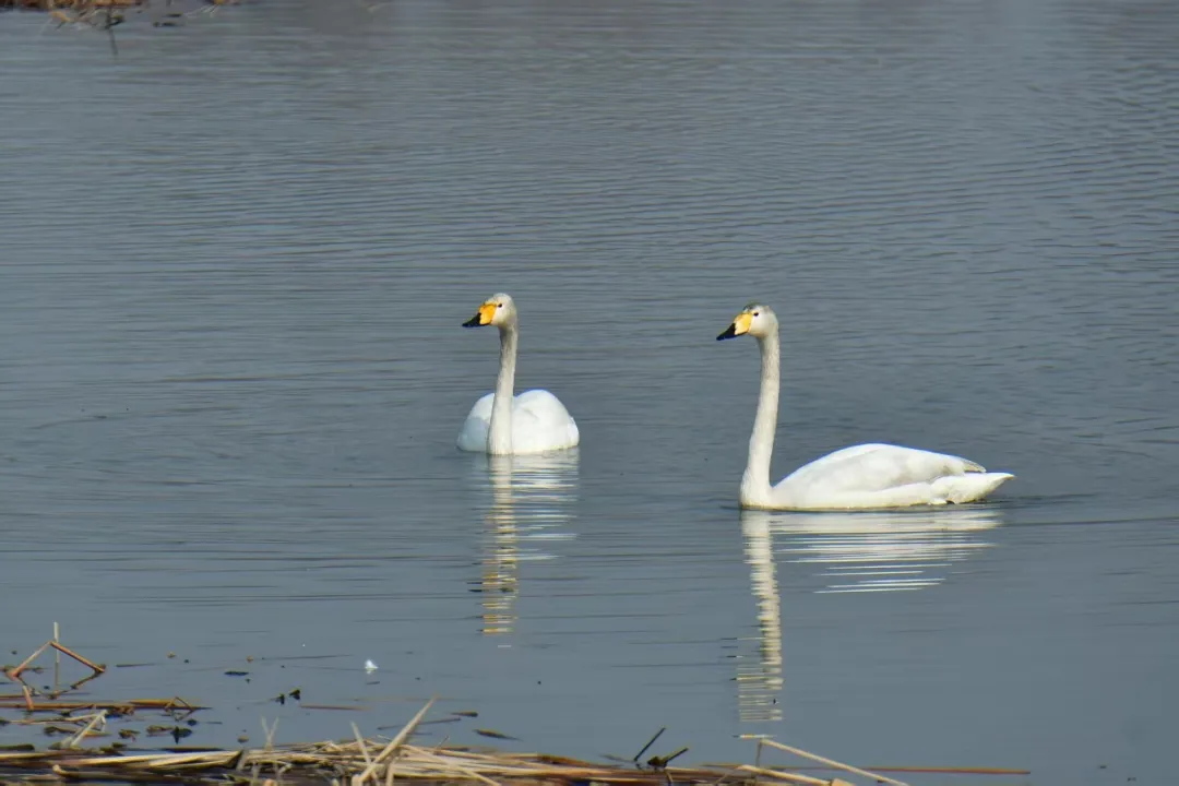 碧波映白羽 在昌平沙河水庫邂逅天鵝的春日浪漫！