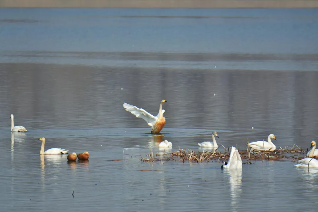 碧波映白羽 在昌平沙河水庫邂逅天鵝的春日浪漫！