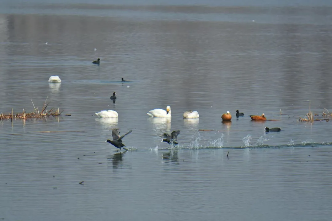 碧波映白羽 在昌平沙河水庫邂逅天鵝的春日浪漫！