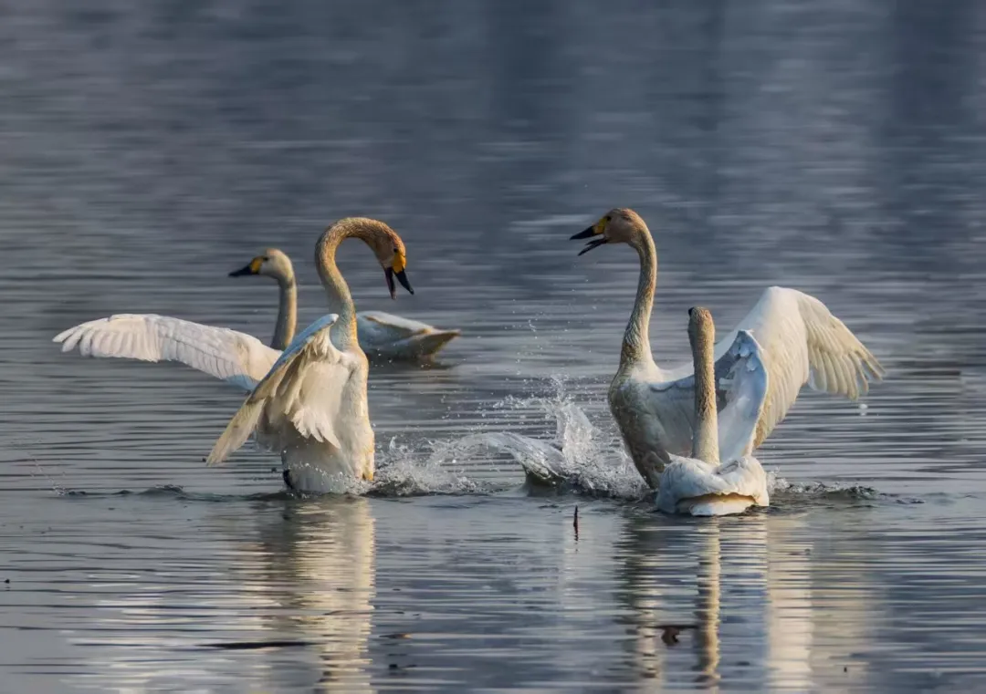 碧波映白羽 在昌平沙河水庫邂逅天鵝的春日浪漫！