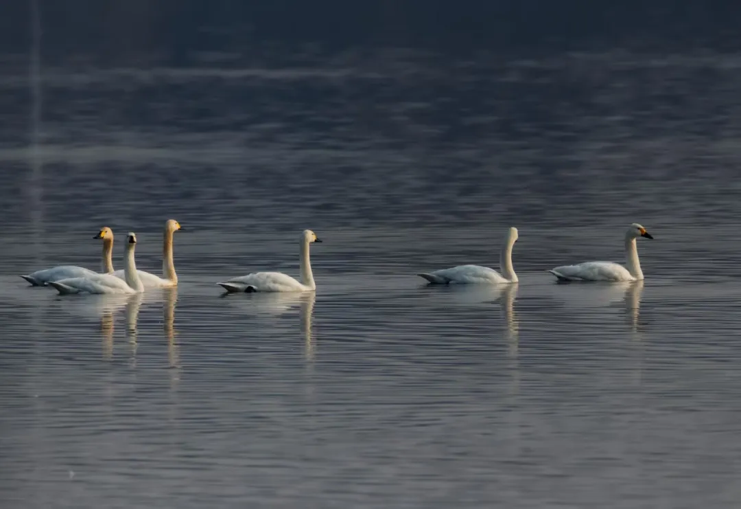 碧波映白羽 在昌平沙河水庫邂逅天鵝的春日浪漫！