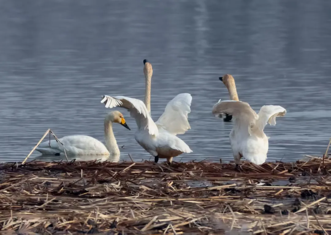 碧波映白羽 在昌平沙河水庫邂逅天鵝的春日浪漫！