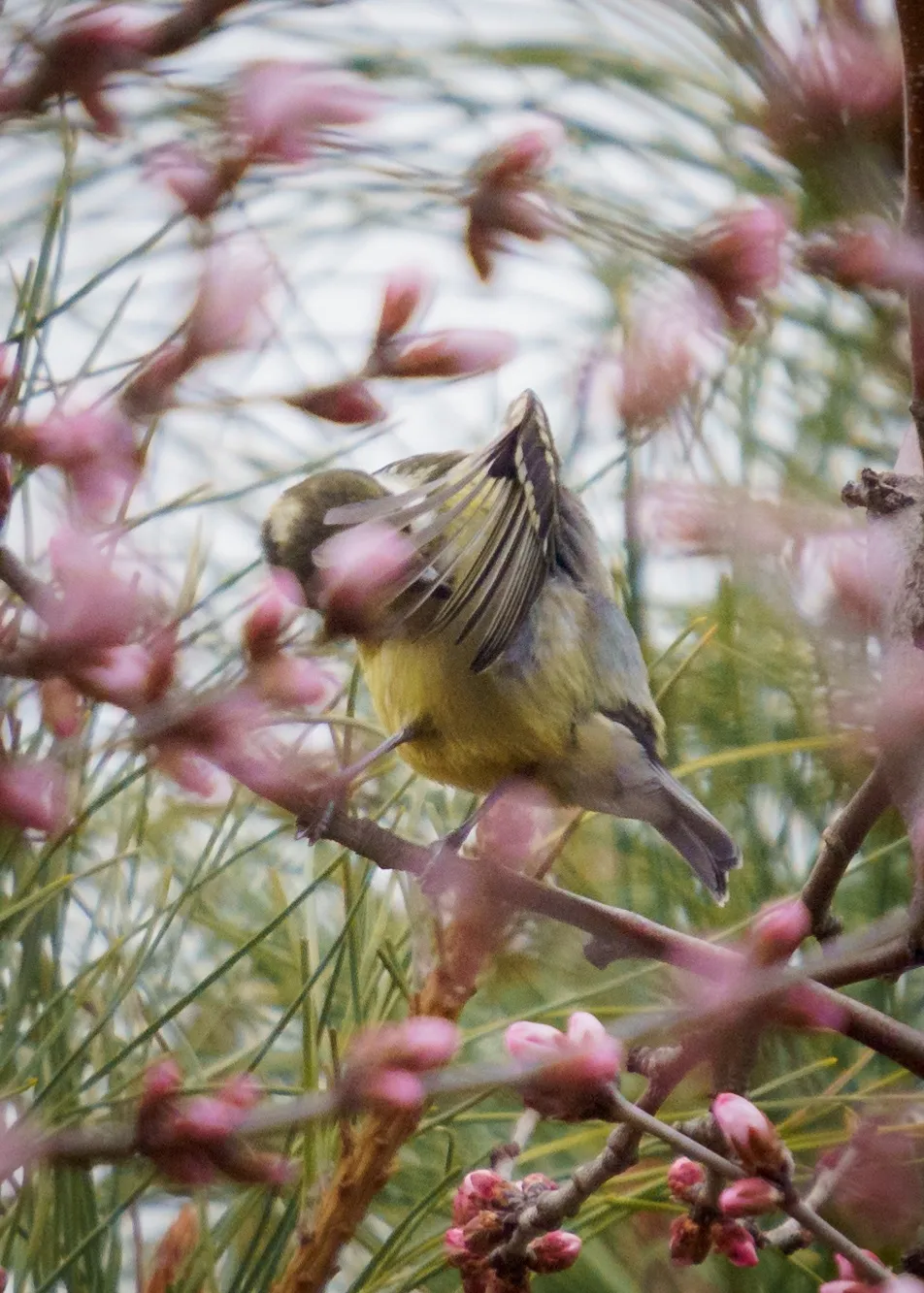 誰家鳥回來啦？這份北京春季觀鳥指南請查收