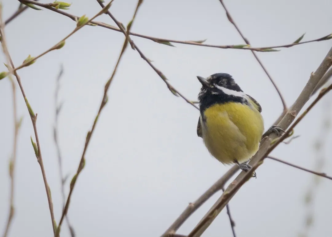 誰家鳥回來啦？這份北京春季觀鳥指南請查收