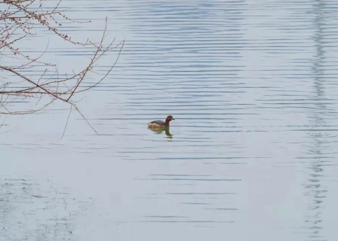 誰家鳥回來啦？這份北京春季觀鳥指南請查收