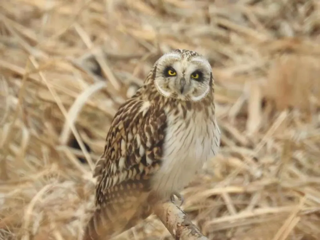 誰家鳥回來啦？這份北京春季觀鳥指南請查收
