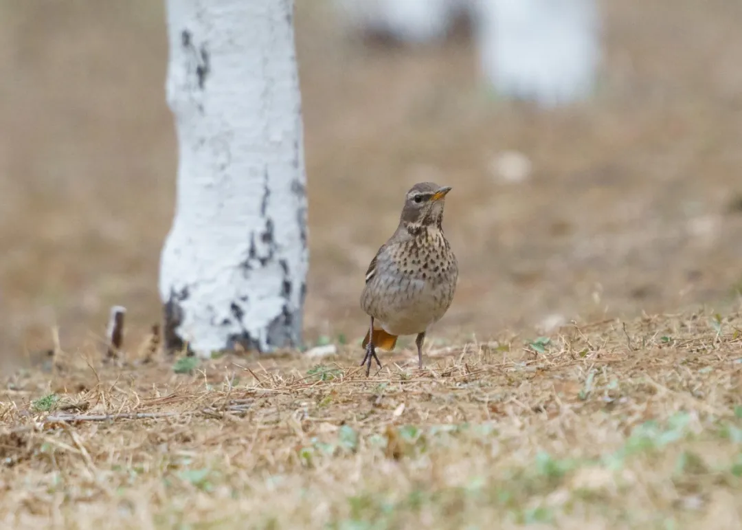 誰家鳥回來啦？這份北京春季觀鳥指南請查收