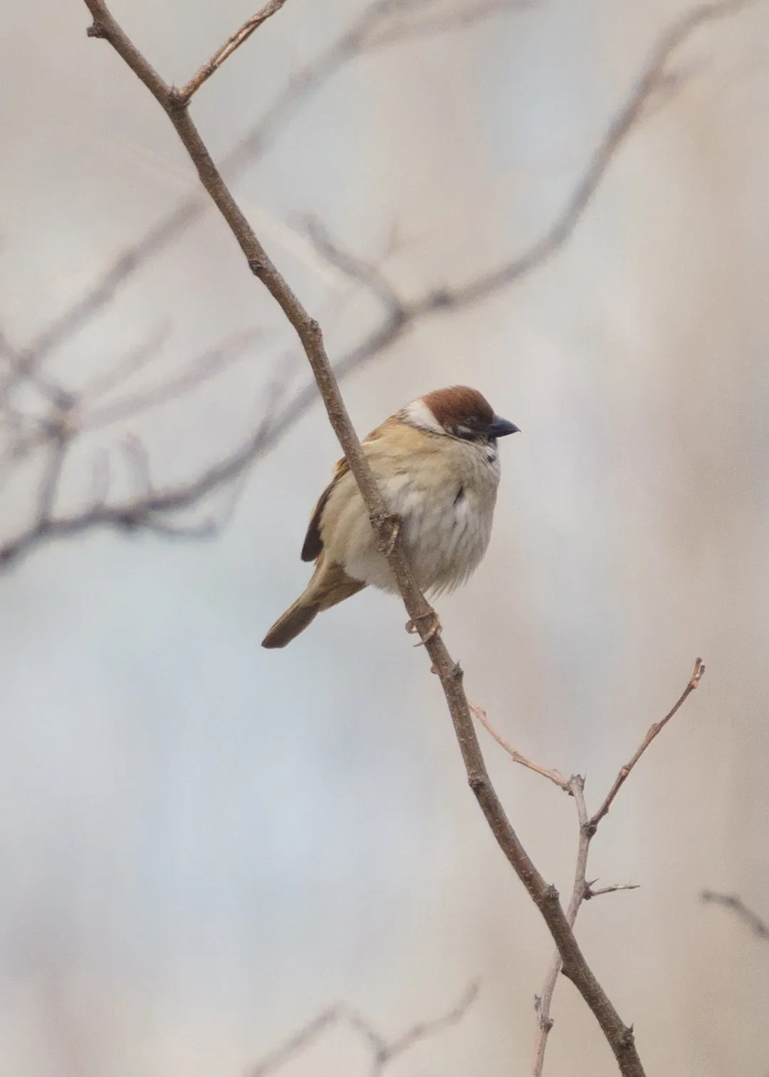 誰家鳥回來啦？這份北京春季觀鳥指南請查收