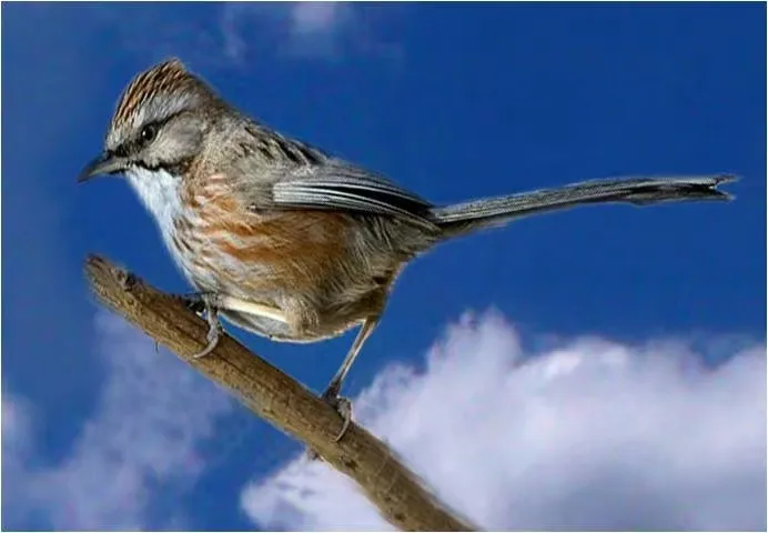 誰家鳥回來啦？這份北京春季觀鳥指南請查收