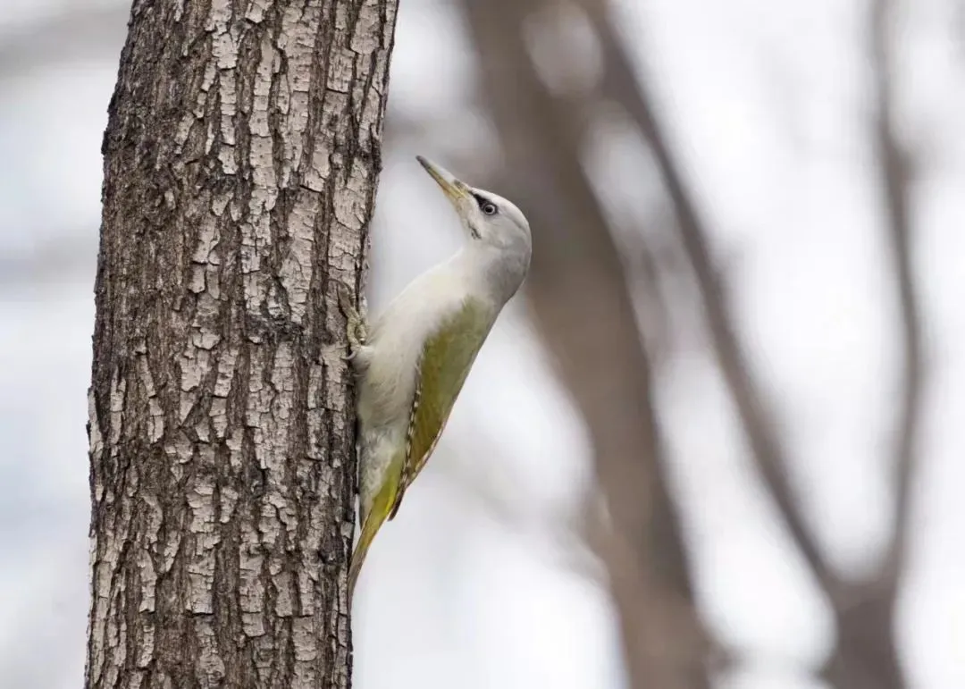 誰家鳥回來啦？這份北京春季觀鳥指南請查收