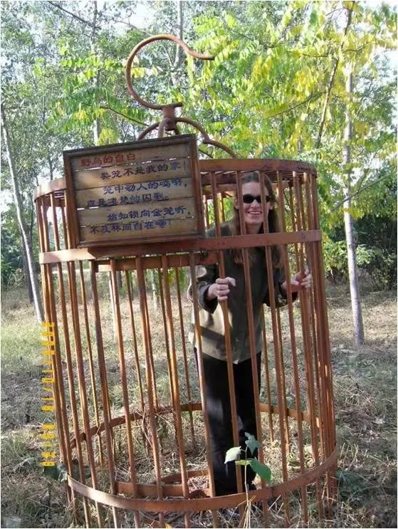 誰家鳥回來啦？這份北京春季觀鳥指南請查收