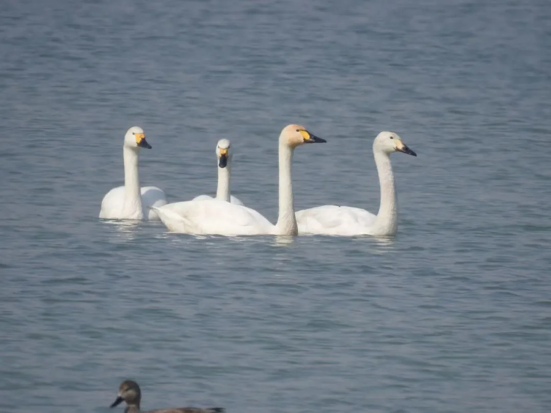 誰家鳥回來啦？這份北京春季觀鳥指南請查收