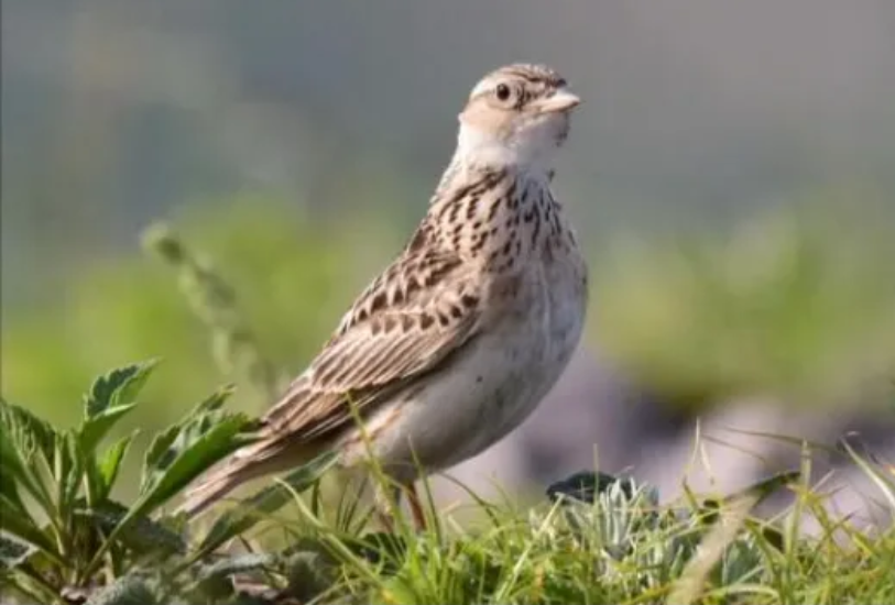 春日觀鳥(niǎo)正當(dāng)時(shí)！北京這些寶藏飛羽打卡地 快收藏