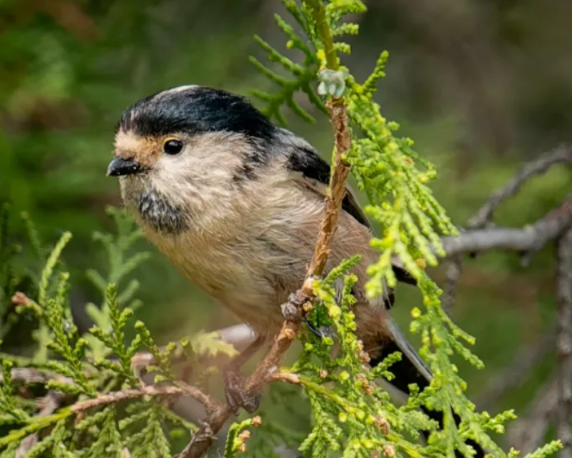春日觀鳥(niǎo)正當(dāng)時(shí)！北京這些寶藏飛羽打卡地 快收藏