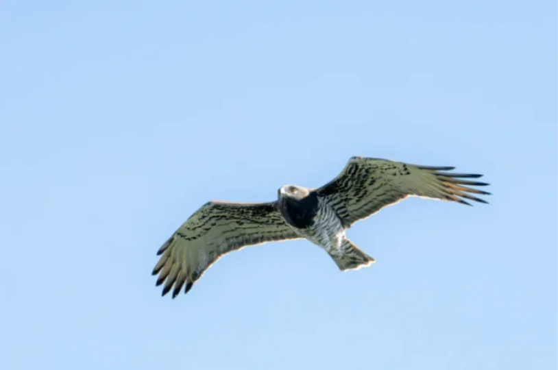 春日觀鳥(niǎo)正當(dāng)時(shí)！北京這些寶藏飛羽打卡地 快收藏