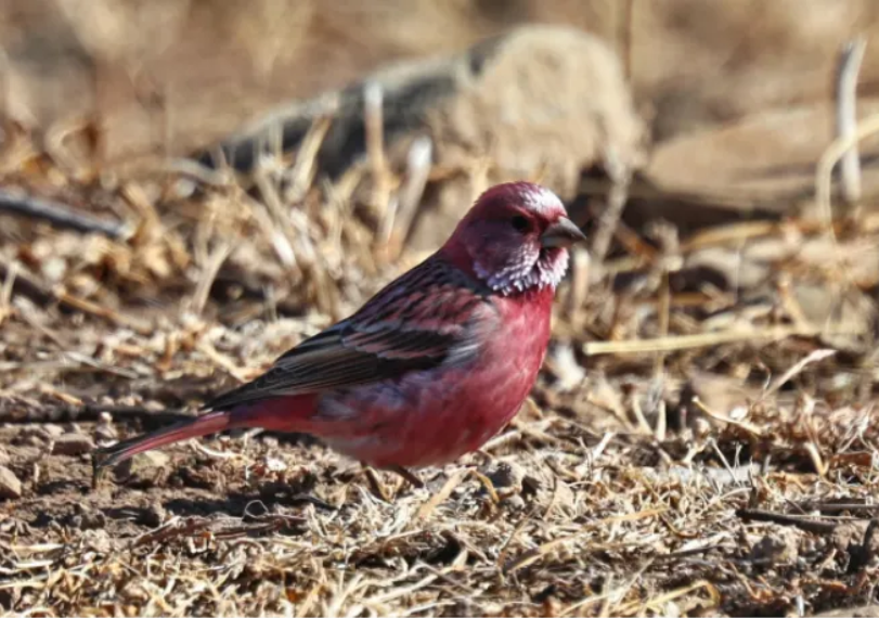 春日觀鳥(niǎo)正當(dāng)時(shí)！北京這些寶藏飛羽打卡地 快收藏