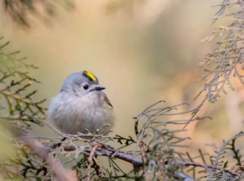 春日觀鳥(niǎo)正當(dāng)時(shí)！北京這些寶藏飛羽打卡地 快收藏