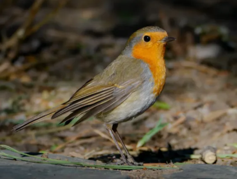 春日觀鳥(niǎo)正當(dāng)時(shí)！北京這些寶藏飛羽打卡地 快收藏