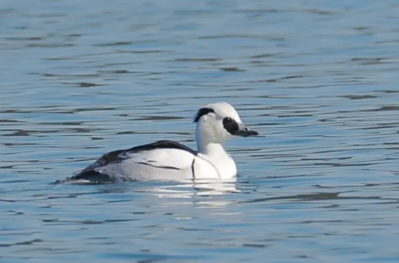 春日觀鳥(niǎo)正當(dāng)時(shí)！北京這些寶藏飛羽打卡地 快收藏