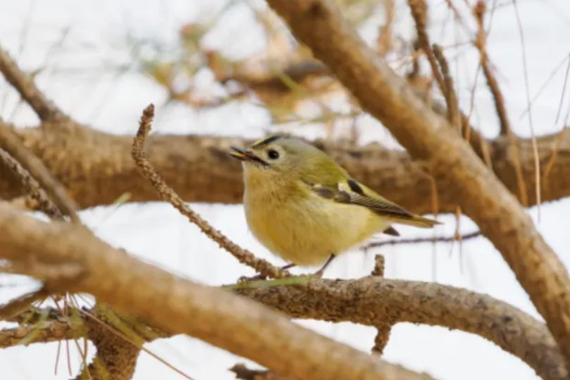 春日觀鳥(niǎo)正當(dāng)時(shí)！北京這些寶藏飛羽打卡地 快收藏