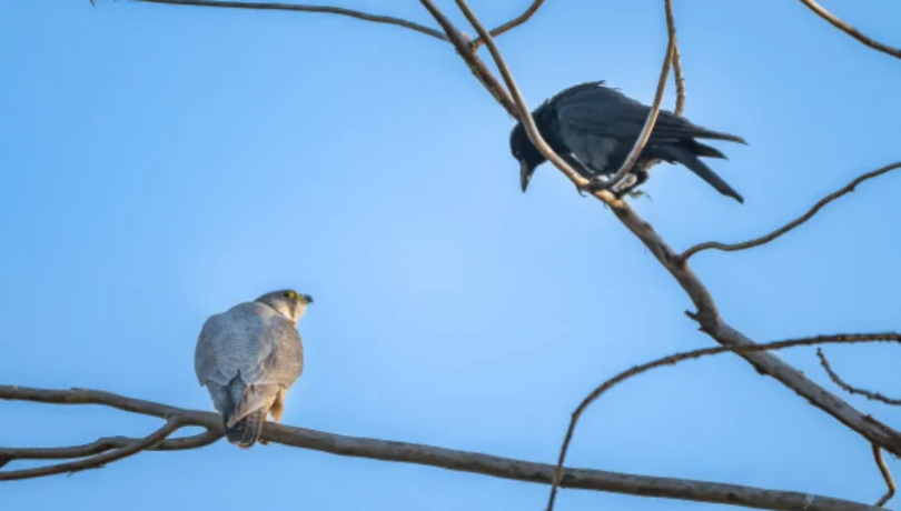 春日觀鳥(niǎo)正當(dāng)時(shí)！北京這些寶藏飛羽打卡地 快收藏