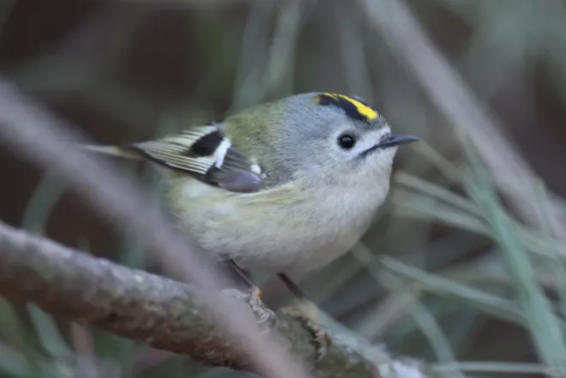 春日觀鳥(niǎo)正當(dāng)時(shí)！北京這些寶藏飛羽打卡地 快收藏