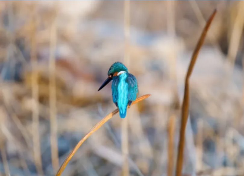 春日觀鳥(niǎo)正當(dāng)時(shí)！北京這些寶藏飛羽打卡地 快收藏