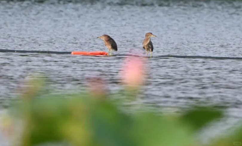 春日觀鳥(niǎo)正當(dāng)時(shí)！北京這些寶藏飛羽打卡地 快收藏