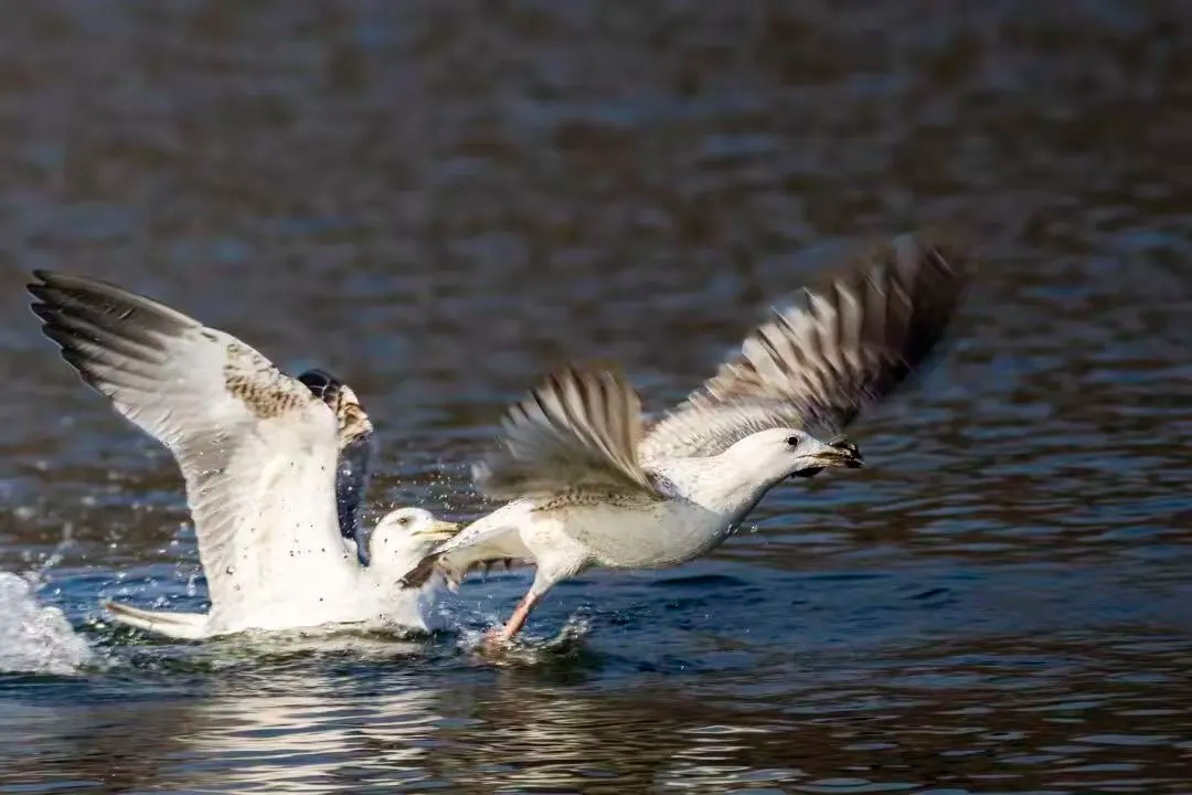在北京也能看海鷗啦！