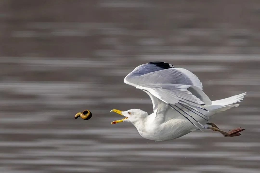 在北京也能看海鷗啦！