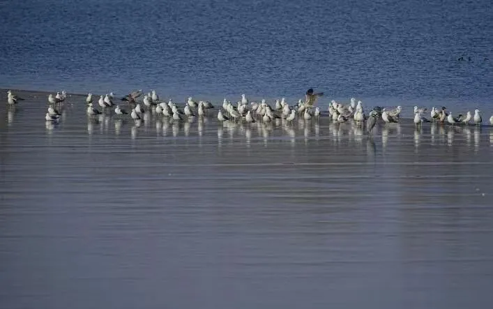 在北京也能看海鷗啦！